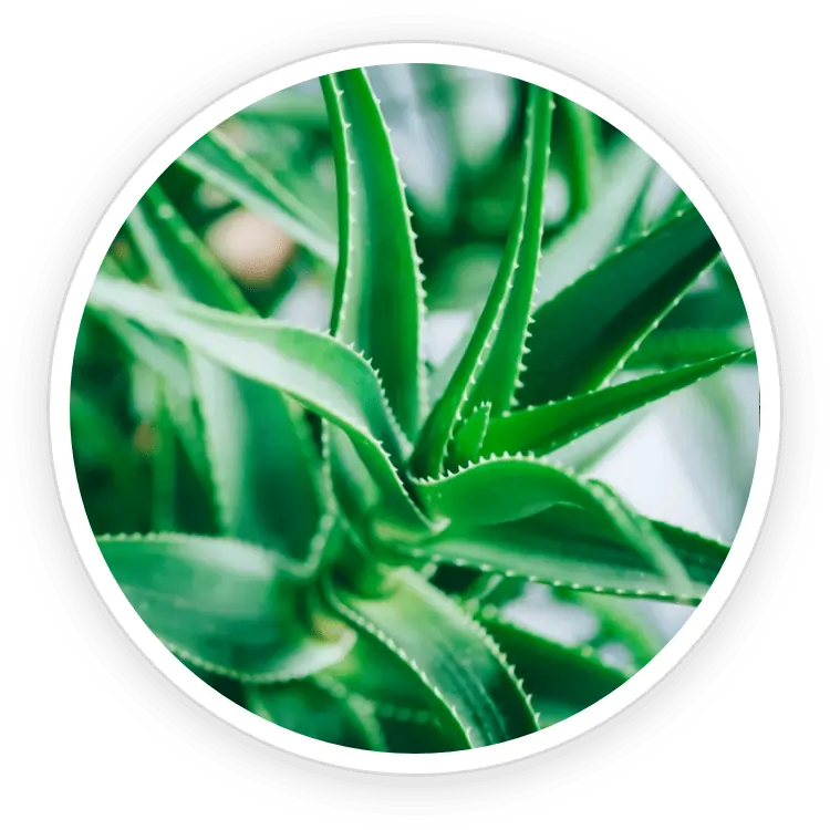Aloe Barbadensis Organic Nutrient Retention SEO