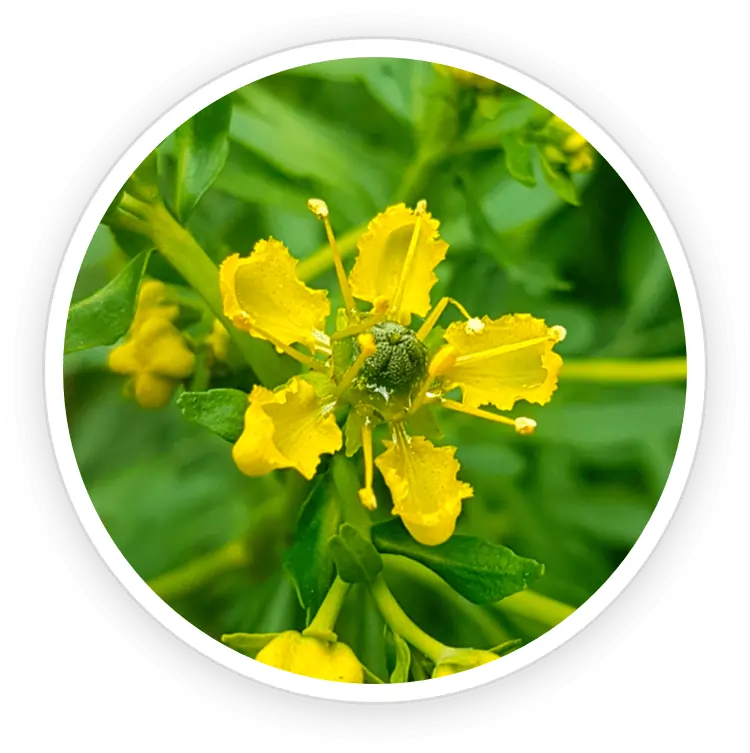 Graveolens and Hyaluronic Acid Skin Hydration SEO