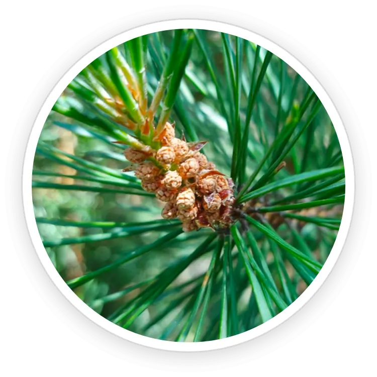 Rosemary Lemon Peel Scots Pine Hyperpigmentation SEO