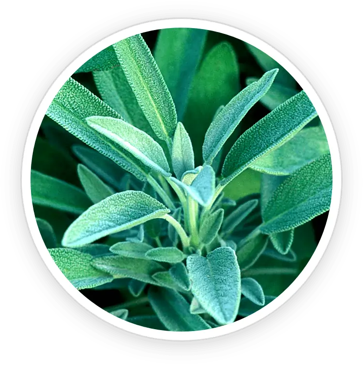 Sage Vitamin C Antioxidant Skin Strength SEO