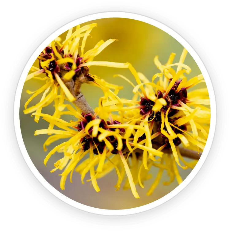 Witch Hazel Horsetail Radiation Protection SEO